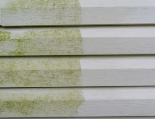 Preventing Algae on Your Home’s Exterior: Tips and Tricks
